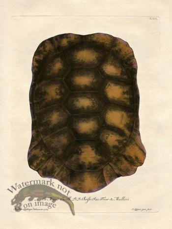 Trew Turtle Shell 19